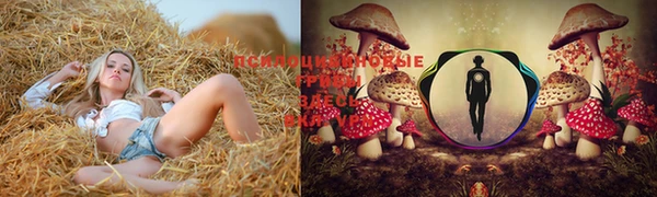 прущие грибы Медвежьегорск